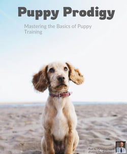 Puppy Prodigy - Mastering the Basics of Puppy Training