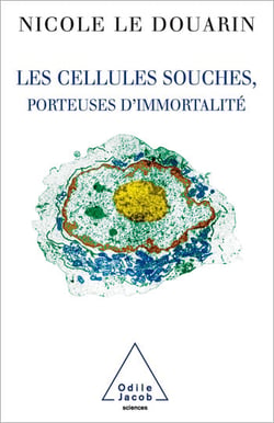 Les Cellules souches, porteuses d'immortalité