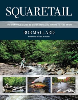 Squaretail - The Definitive Guide to Brook Trout and Where to Find Them