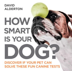 How Smart Is Your Dog? - Discover If Your Pet Can Solve These Fun Canine Tests