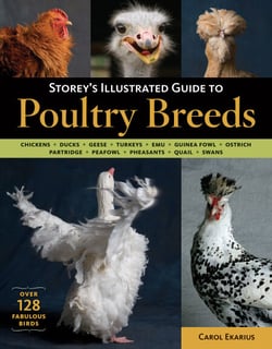 Storey's Illustrated Guide to Poultry Breeds - Chickens, Ducks, Geese, Turkeys, Emus, Guinea Fowl, Ostriches, Partridges, Peafowl, Pheasants, Quails, Swans