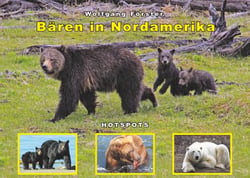 Bären in Nordamerika - Schwarzbären - Braunbären - Eisbären - Hotspots