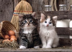 Puzzle 1000 pièces - High Quality Collection - Lovely Kittens