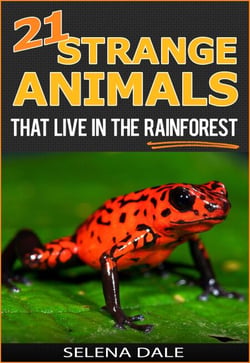 21 Strange Animals That Live In The Rainforest - Weird &amp; Wonderful Animals, #2