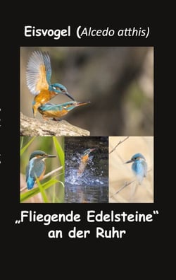 Eisvogel (Alcedo atthis) - "Fliegende Edelsteine" an der Ruhr