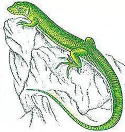 Conte du lézard vert