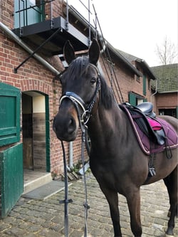 Horse Performance - Darauf kommt es bei der Pferdeernährung wirklich an