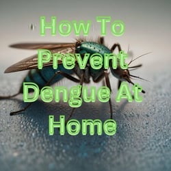 How To Prevent Dengue At Home