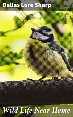 Wild Life Near Home