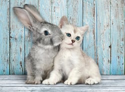 Puzzle 500 pièces - Chat & Lapin