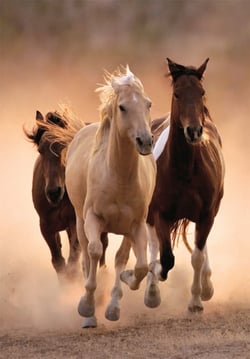 Puzzle 1000 pièces - Running horses