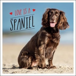 Love is a Spaniel - A Dog-Tastic Celebration of the World’s Most Lovable Breed