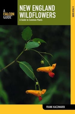 New England Wildflowers - A Guide To Common Plants