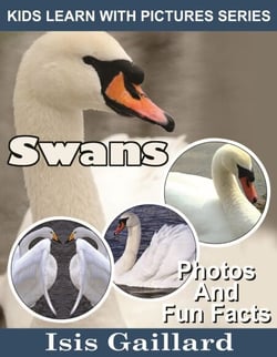 Swans Photos and Fun Facts for Kids - Kids Learn With Pictures, #80