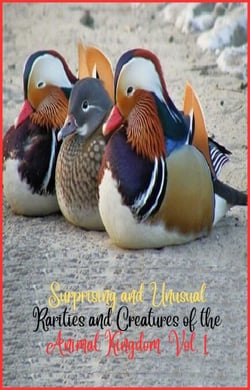 Surprising and unusual rarities and creatures of the Animal Kingdom. Vol. 1 - Surprising and Unusual Creatures of the Animal Kingdom., #1