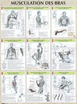 Musculation des bras - Planche plastifiée