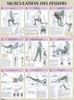 Musculation des fessiers - Planche plastifiée