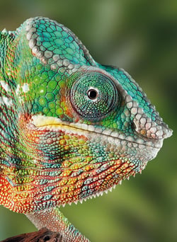 Carnet - 13 x 18 cm - Caméléon - 96 pages lignées et unies
