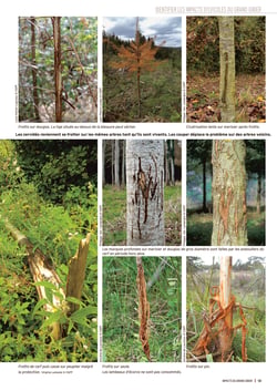 Impacts du grand gibier (2eme edition) - comment les identifier, les quantitifer, les limiter