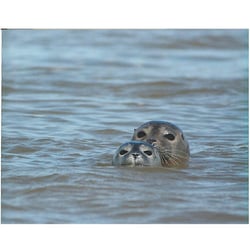 Phoques de la baie de somme
