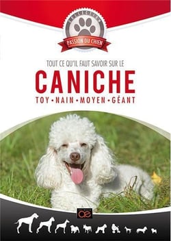 Tout ce qu'il faut savoir sur le caniche : Toy - Nain - Moyen - Géant