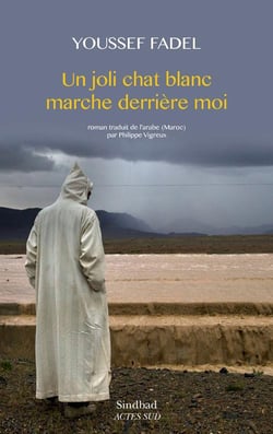 Un joli chat blanc marche derriere moi