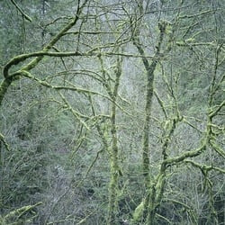 Dust and chimes