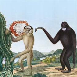 Primates