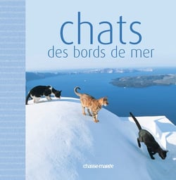 Chats des bord de mer