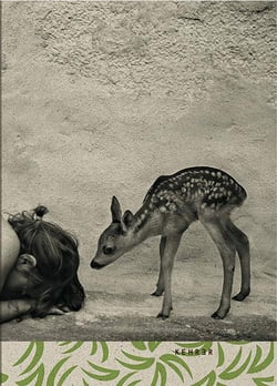 Summer of fawn