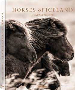 Horses of iceland