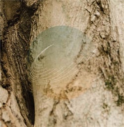 Maple, Ash, And Oaks: Cedars Instrumentals