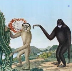Primates
