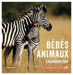 Calendrier mural Bébés animaux 2024