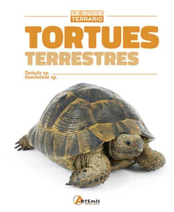 Tortues terrestres - testudo sp., geochelone sp.