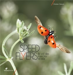 Speed flyers, le vol des insectes révélé