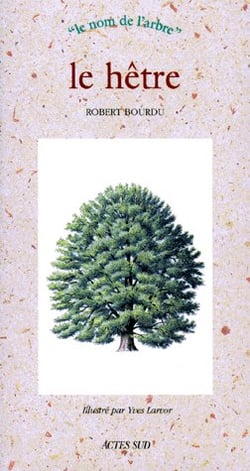 Le hetre - le nom de l'arbre (naissance le 22 decembre)