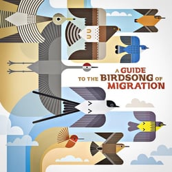 A Guide To The Birdson Of Migration