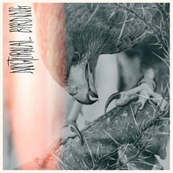 Nocturnal Birding - édition colorée
