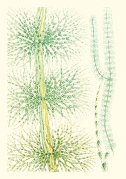 Algues d'eau douce