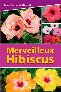 Merveilleux hibiscus