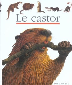 Le castor