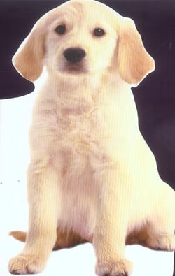 Pop corn, le chiot
