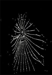 Carlos amorales - discarded spider