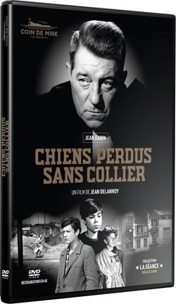 Chiens perdus sans collier