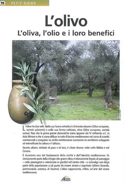 L'olivo - l'oliva, l'olio e i loro benefici