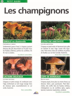 Les champignons