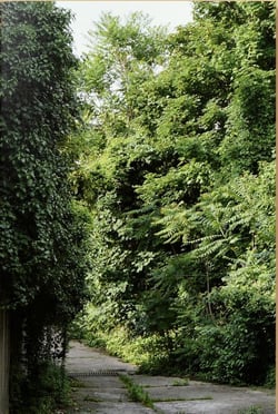 Ailanthus altissima