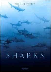 Sharks - face-to face with the ocean's endangered predator