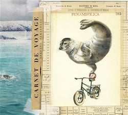 Carnet de voyage - otarie